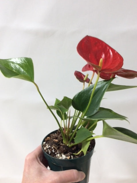 Anthurium Andraeanum Red 4" Pot