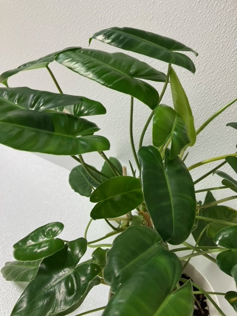 Philodendron Burle Marx-5" Pot