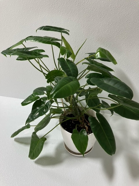 Philodendron Burle Marx-5" Pot