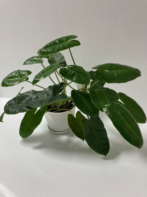 Philodendron Burle Marx-5" Pot