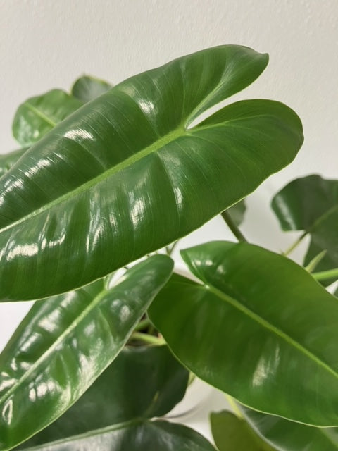 Philodendron Burle Marx-5" Pot