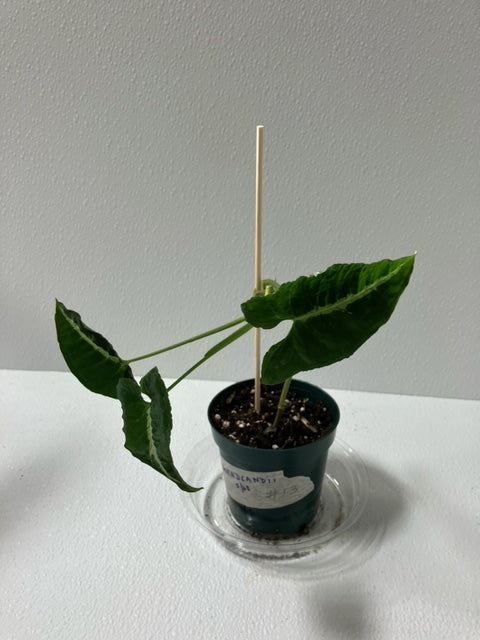 Syngonium Wendlandii #`3 4" Pot