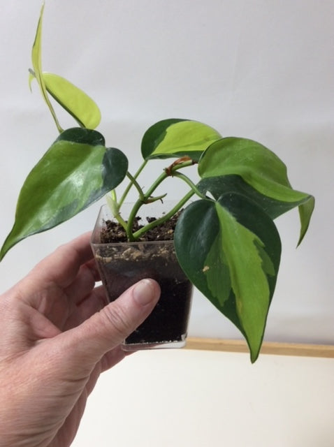 Philodendron Brasil-3" Pot