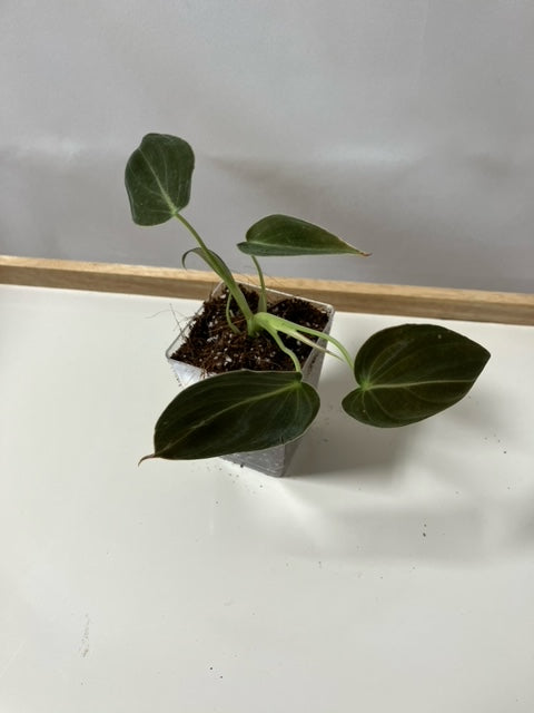 Philodendron Melanochrysum 3"