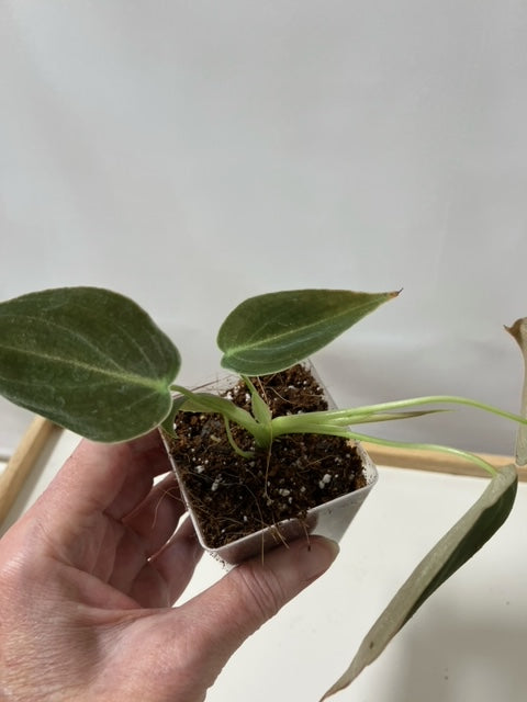 Philodendron Melanochrysum 3"