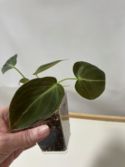 Philodendron Melanochrysum 3"