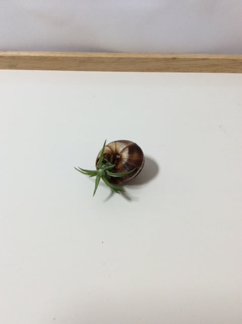 Tillandsia Neglecta In Snail Shell-1-2"