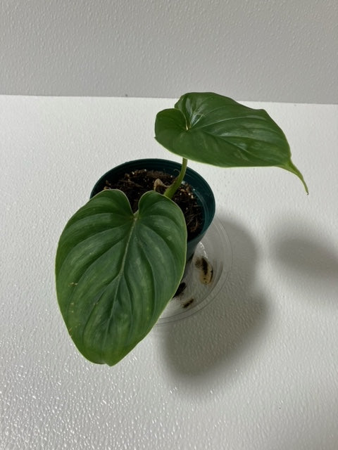 Philodendron Plowmanii-4" Pot