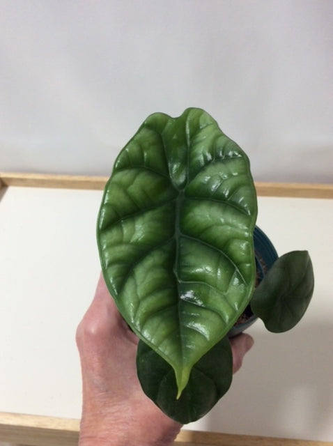 Alocasia Quilted Dreams 3" Pot