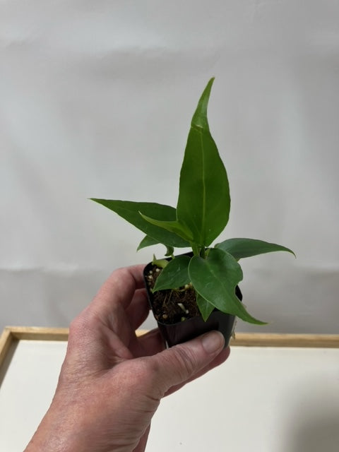 Anthurium Ruffles-3" Pot