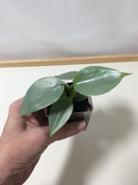Philodendron Silver Sword 3"